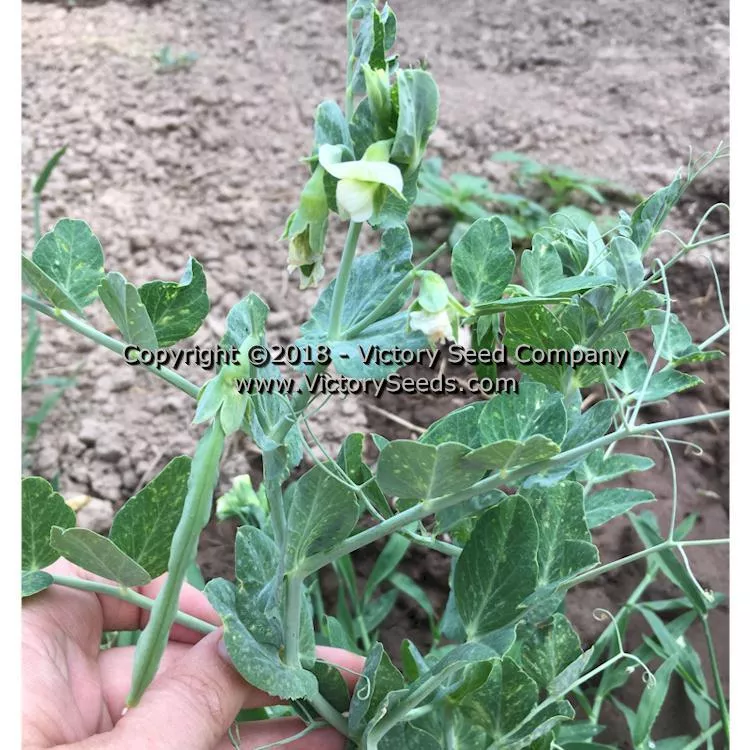 Early Frosty Garden Pea