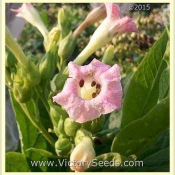 Lancaster Seed Leaf Tobacco