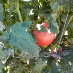 Dwarf Allie's July Tomato
