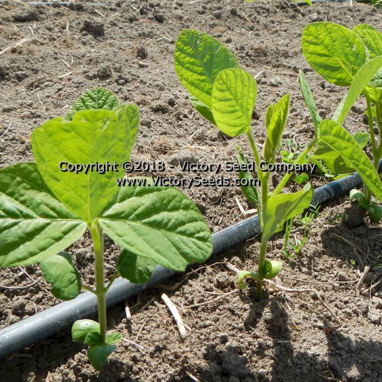 Black Pearl Soybean
