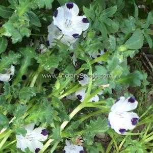 Fivespot (Five Spot)