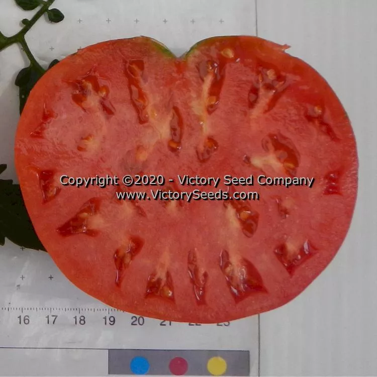 Anna Dutka Family Heirloom Tomato
