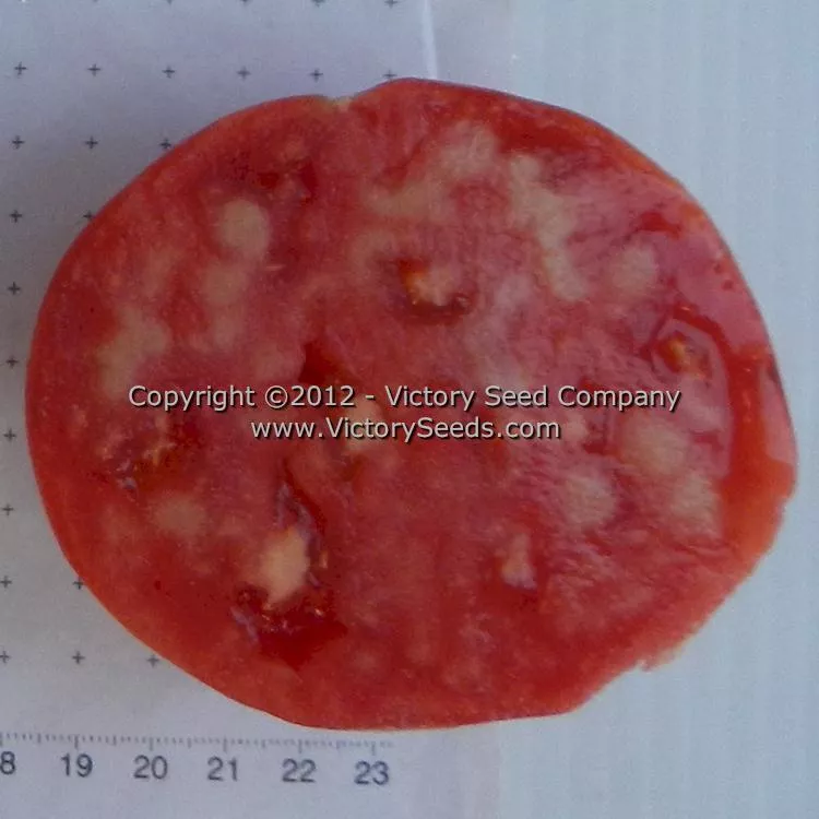 Cosner Tomato