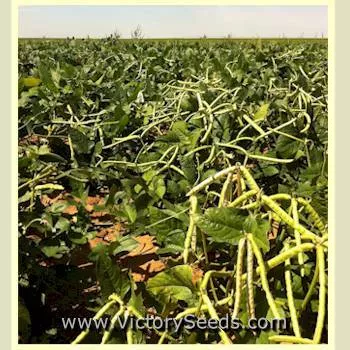Mississippi Silver Southern Pea