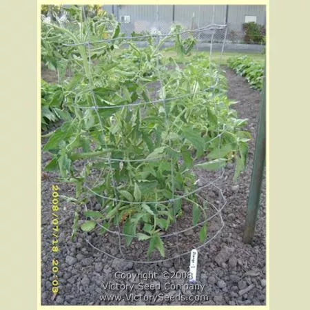 Orange-1 Tomato