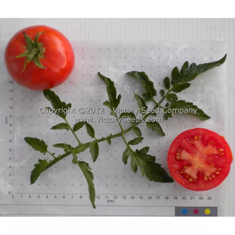 Super Sioux Tomato