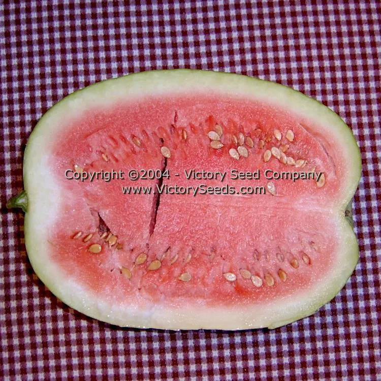 Dixie Queen Watermelon