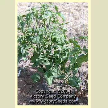 Valena Pink Tomato