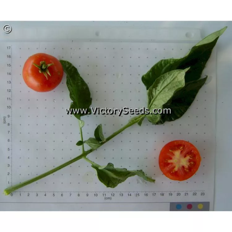 Glacier Tomato