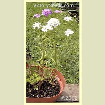 Dwarf Candytuft