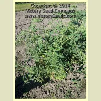Tait's 'Thoroughbred Trucker's Delight' Tomato