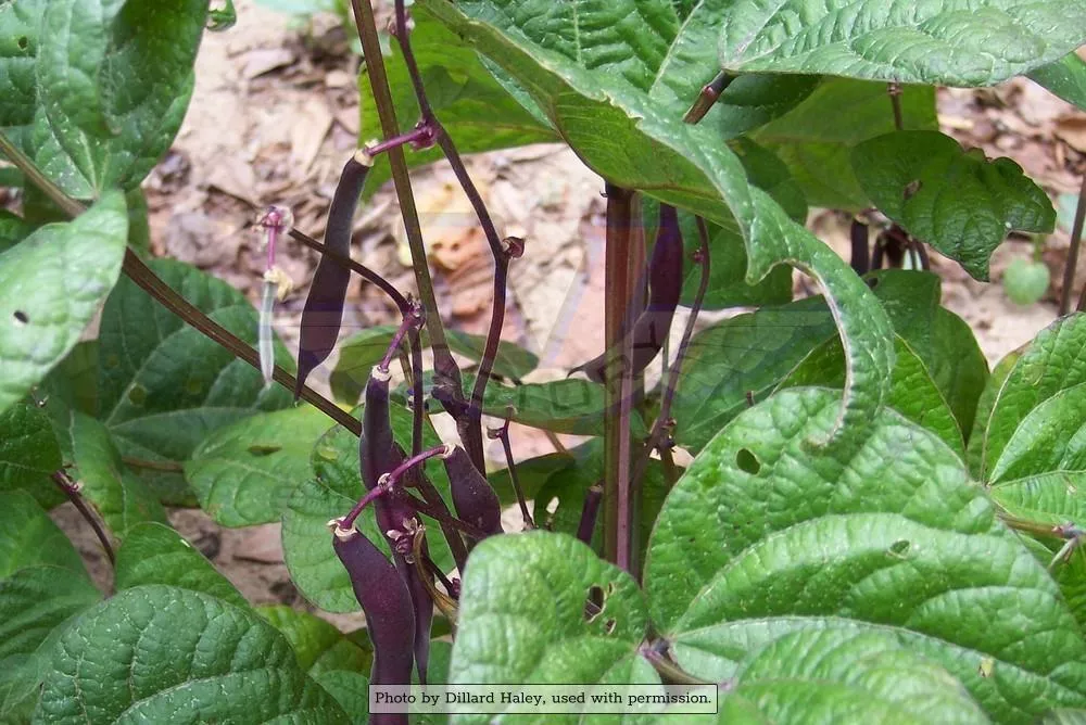 Royalty Purple Pod Garden Bean