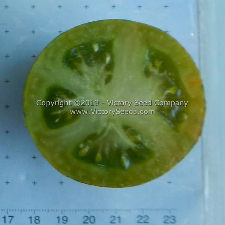 Dwarf Mint Streak Tomato