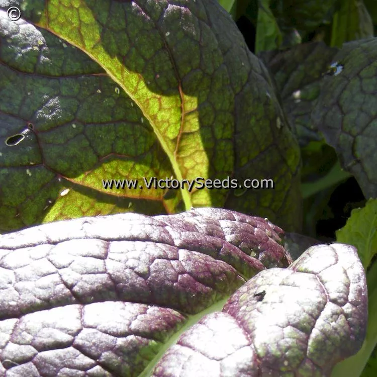 Red Giant Mustard Greens