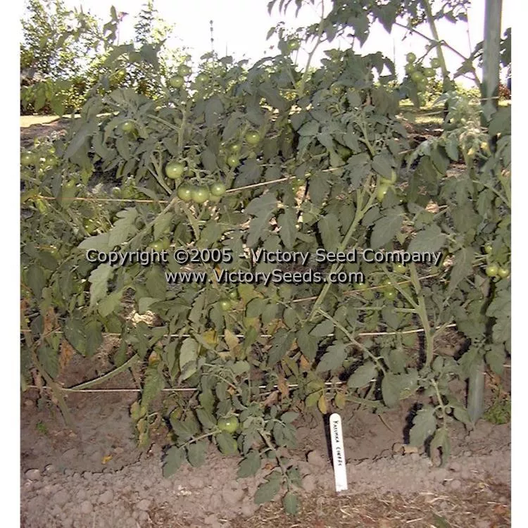 Katinka Cherry Tomato