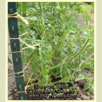 De Barao Polosatyi Tomato