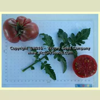 Tennessee Suited Tomato