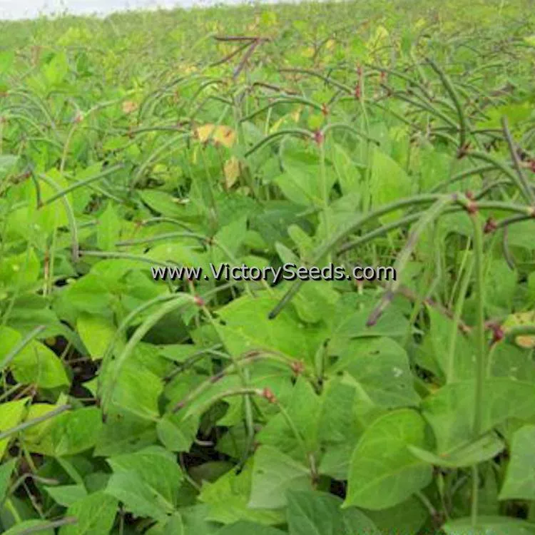 Pinkeye Purple Hull BVR Southern Pea