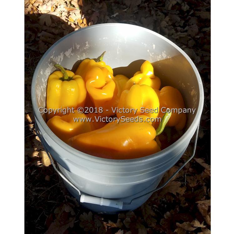 Zolostisty Pepper