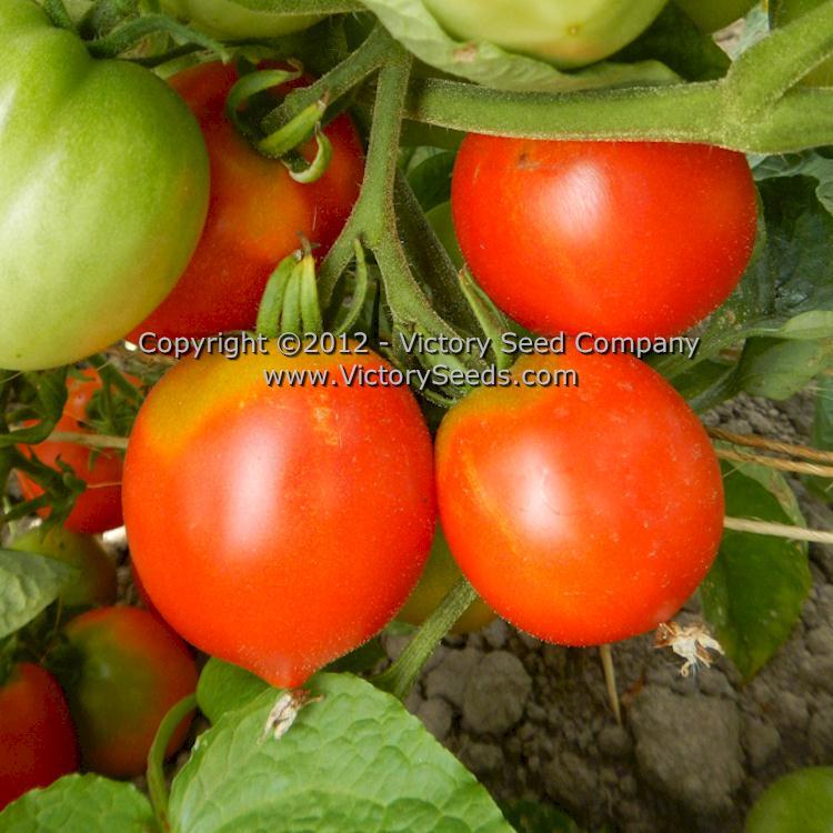 Kimberley Tomato