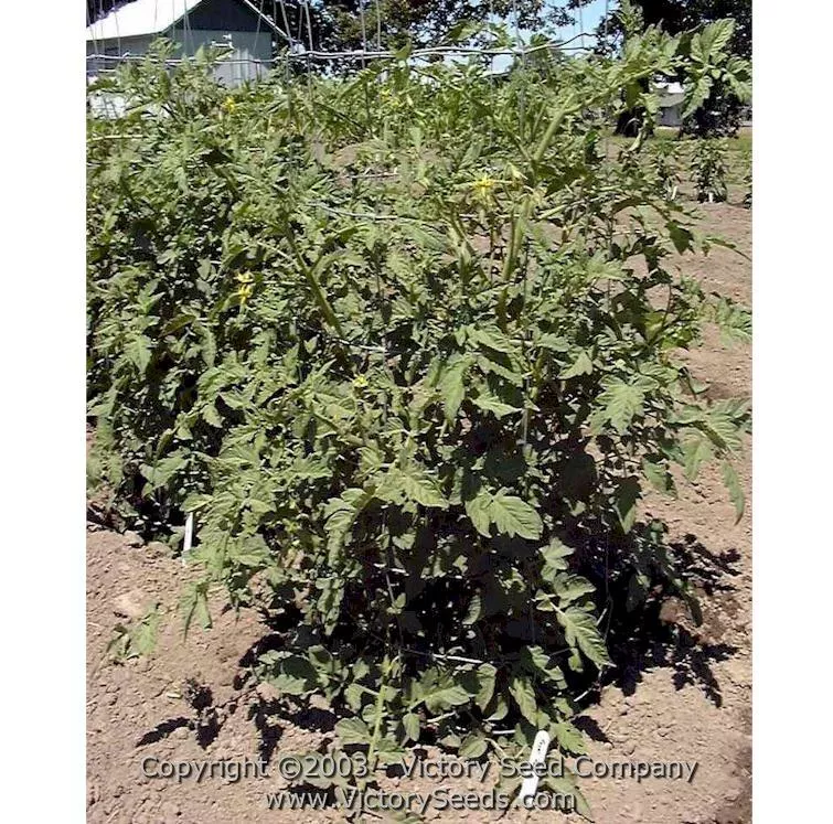 Royal Red Cherry Tomato