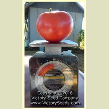 TastyWine Tomato