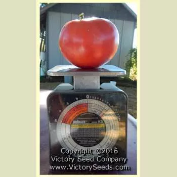 TastyWine Tomato