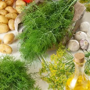 Mammoth Dill
