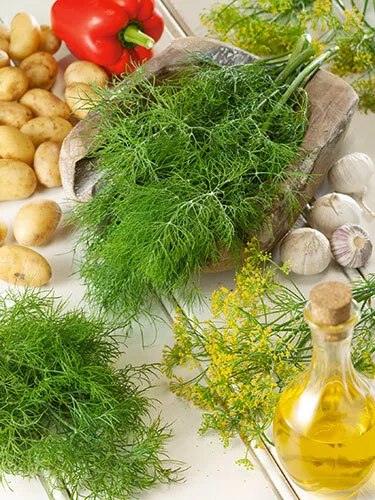 Mammoth Dill