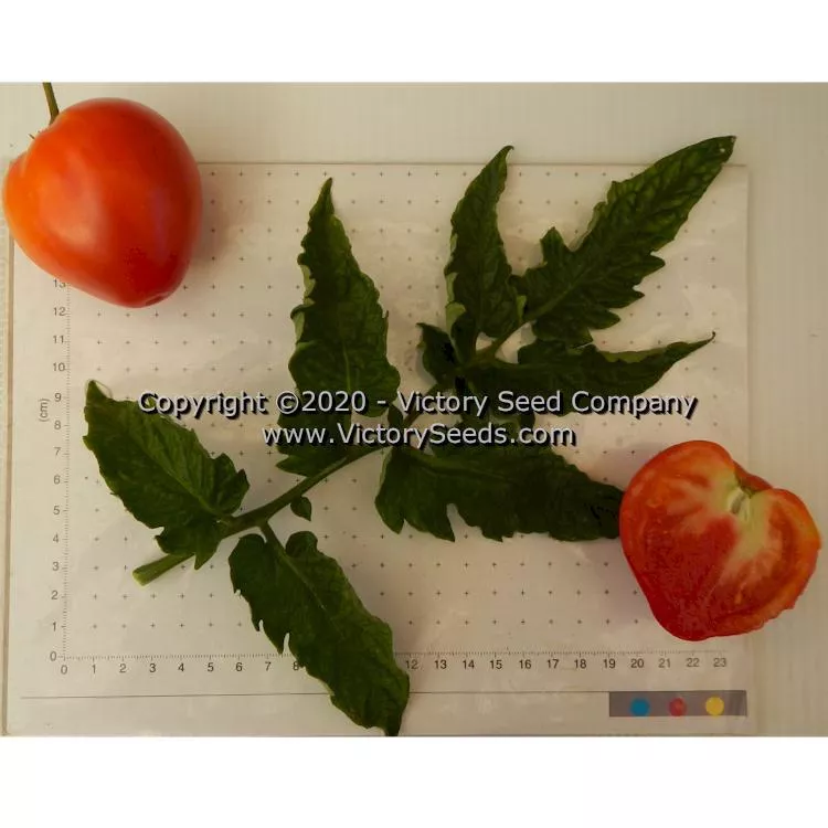 Dwarf Buddy's Heart Tomato