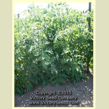 Cardinal Tomato