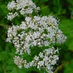 Valerian