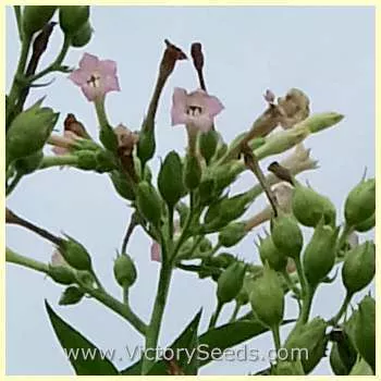 Wisconsin Seedleaf Tobacco