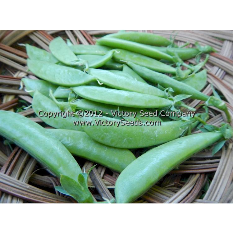 Sugar Snap Pea