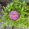 Zinnia, Luminosa
