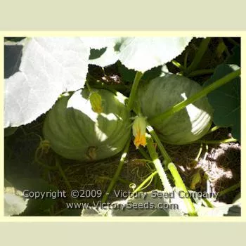 Sweet Meat Winter Squash