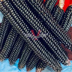Montana Morado Maize