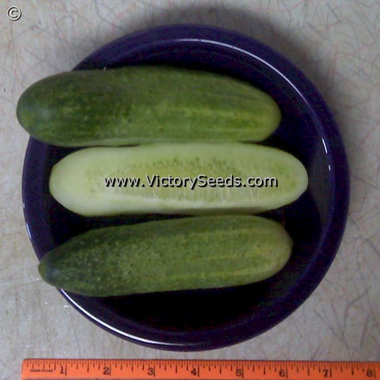 Rhinish Pickle Cucumber