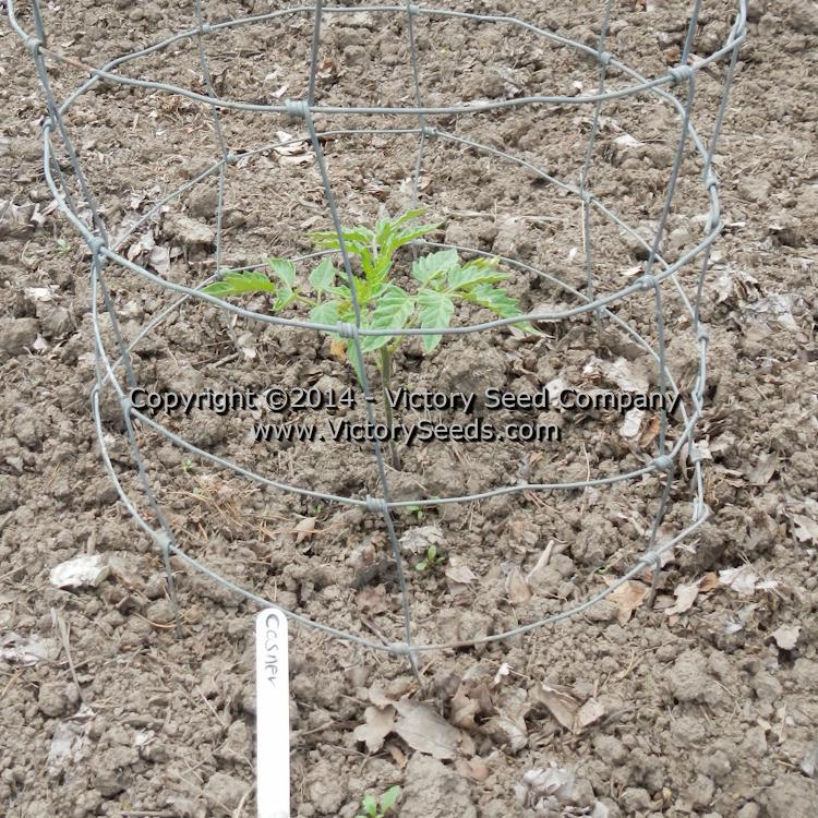 Cosner Tomato