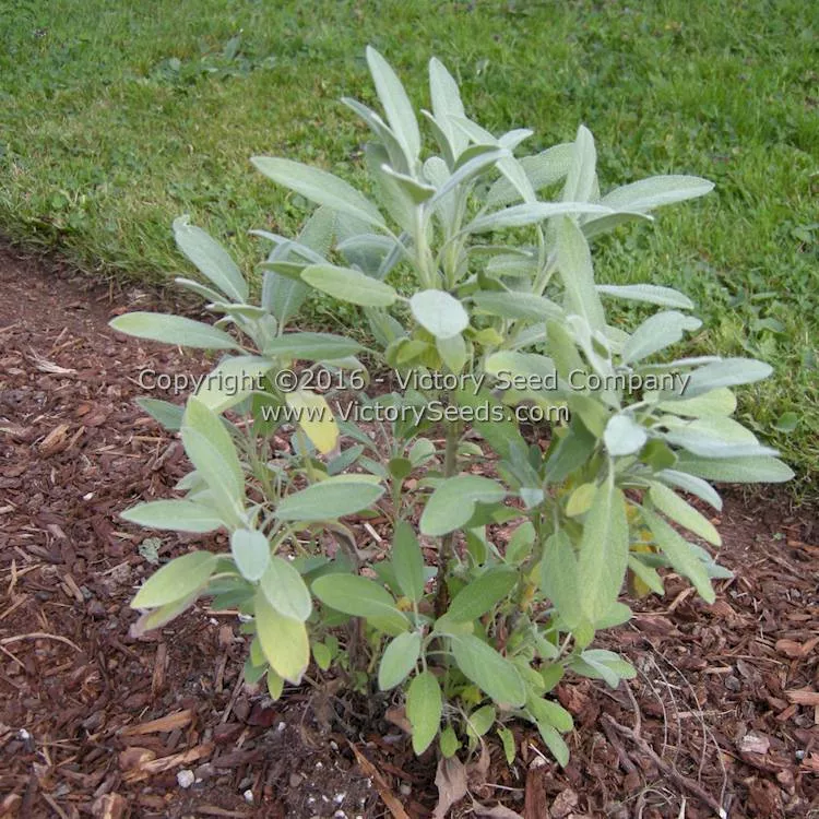Sage (aka Common or Garden Sage)