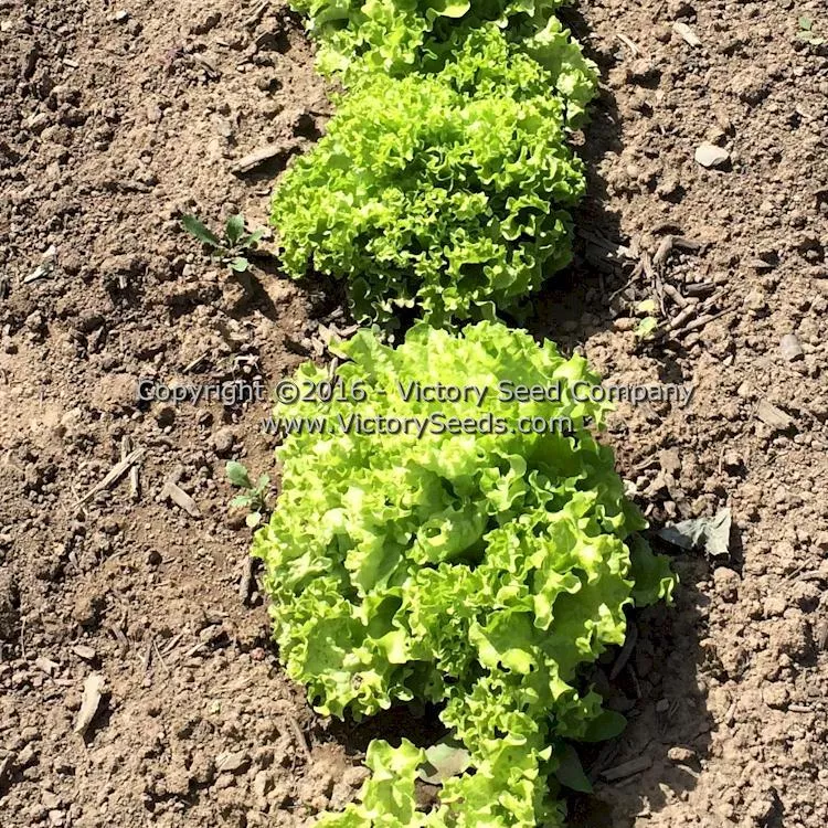 Lollo Bionda Leaf Lettuce