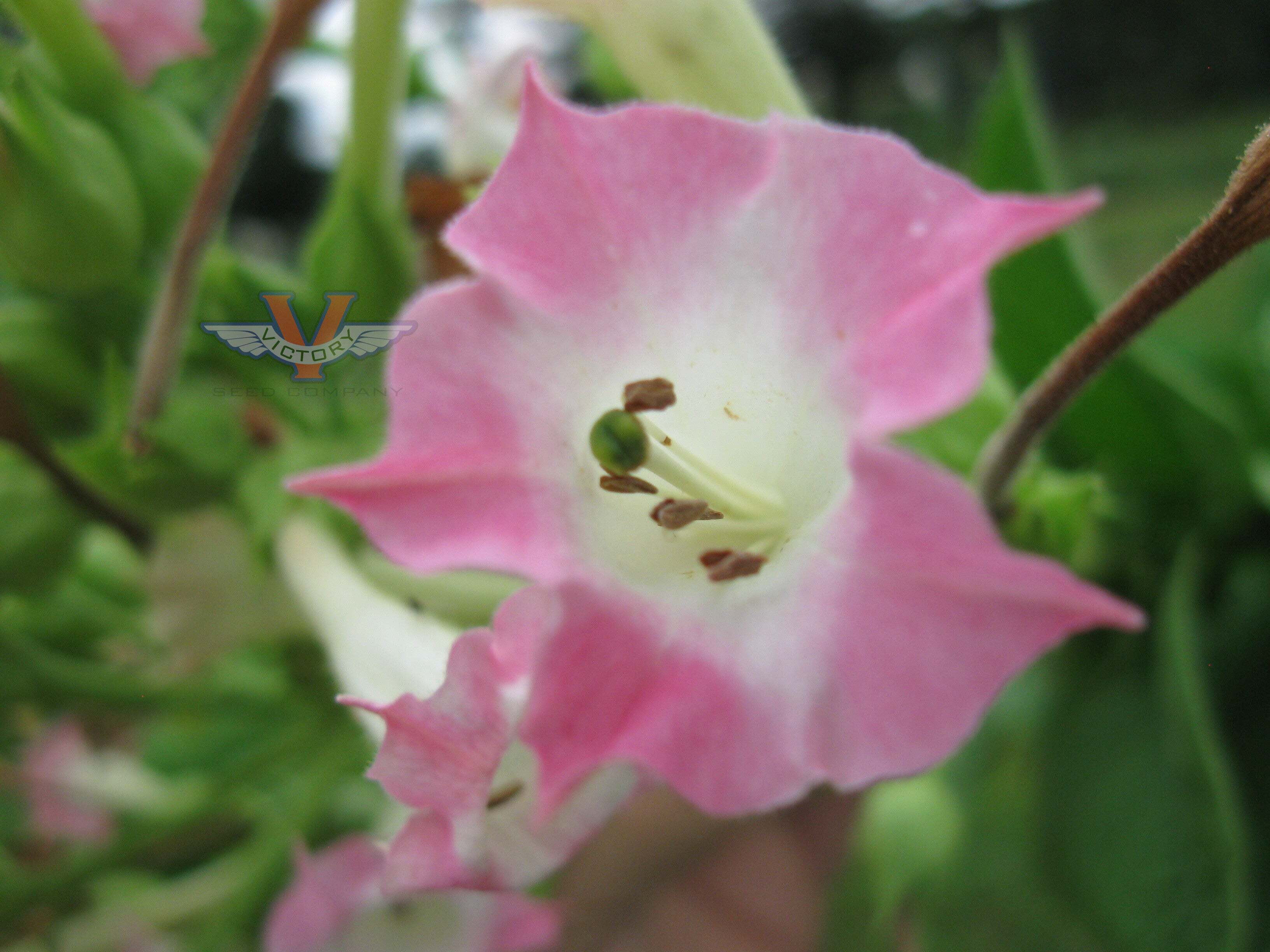 Lemon Bright Tobacco