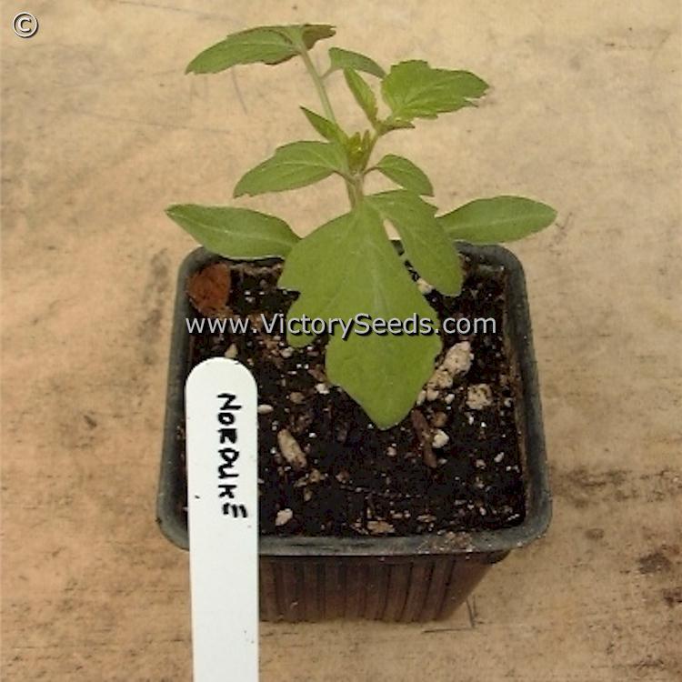 Norduke Tomato