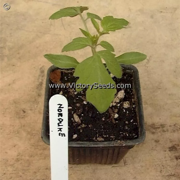 Norduke Tomato