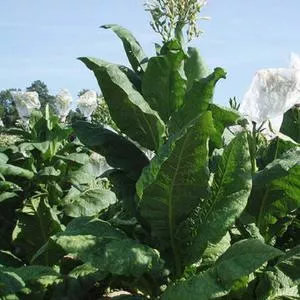 Virginia Gold Tobacco