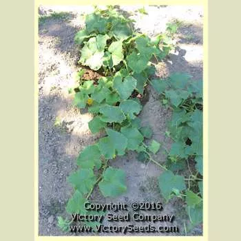 Tendergreen Burpless Cucumber