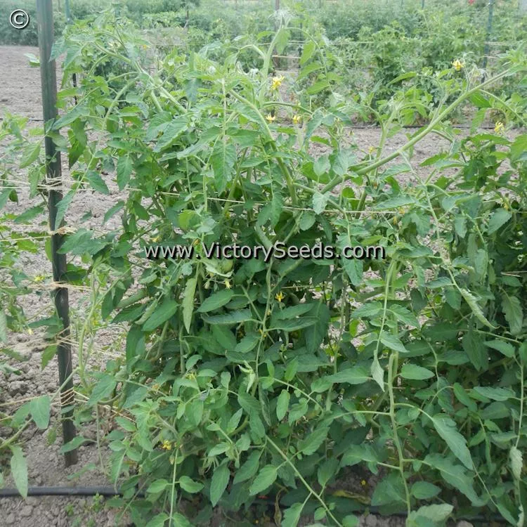 Fish Lake Oxheart Tomato