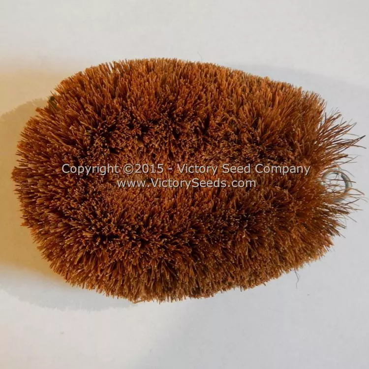 Tawashi-style Scrub Brush, Traditional 4-Inch Natural Coir Bristle