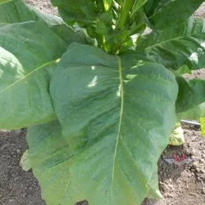Pennlan Tobacco
