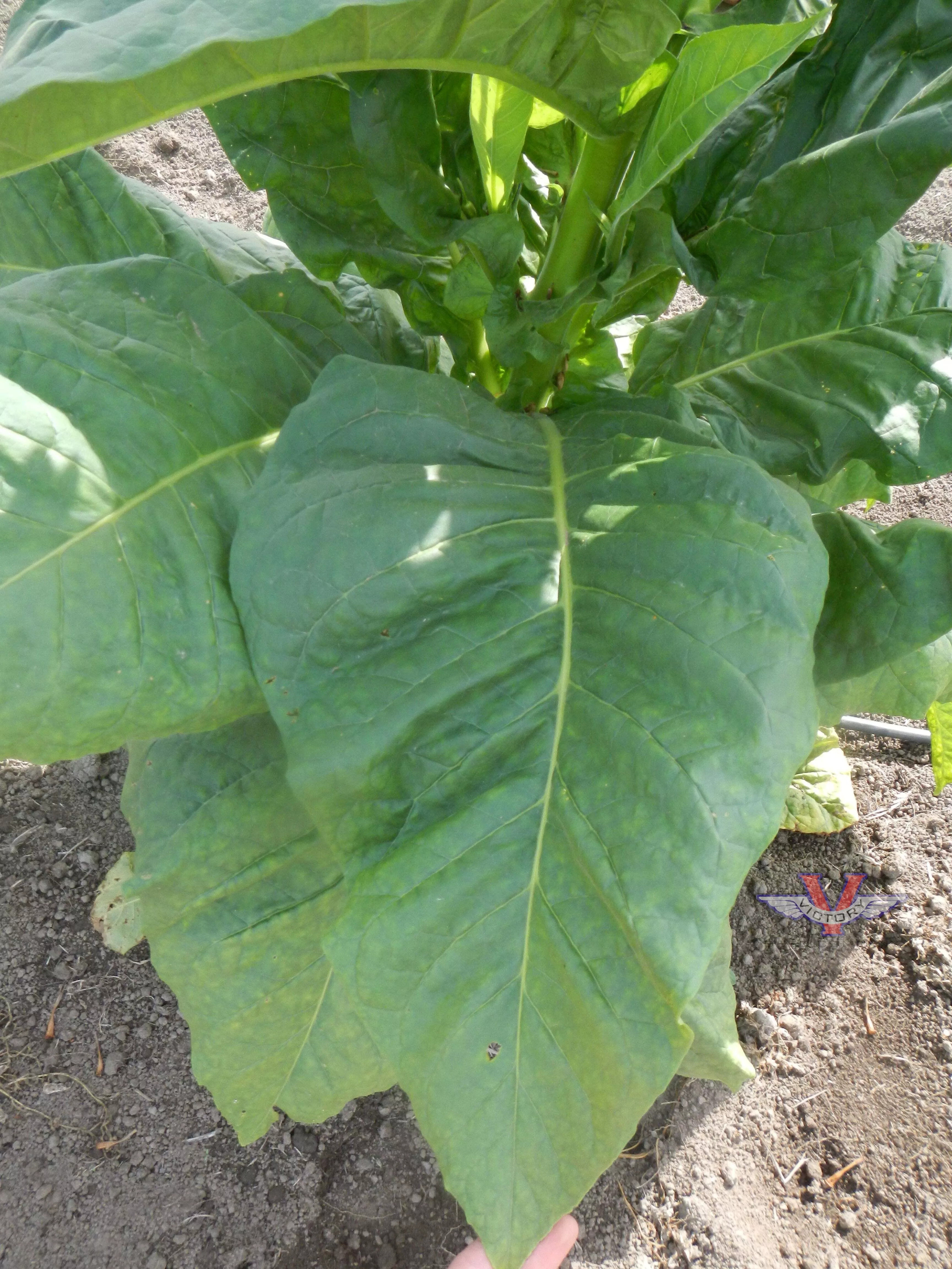 Pennlan Tobacco